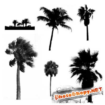 Кисти для фотошоп - Пальмы