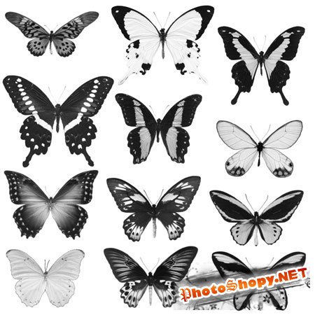 Кисти для фотошопа - Тропические бабочки