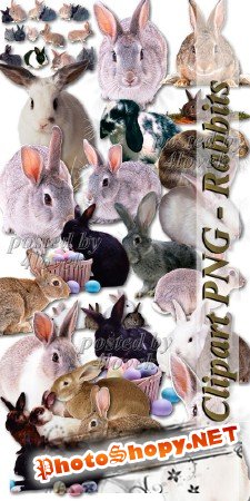 PNG Клипарт - Кролики