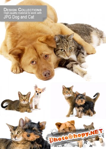 Dog and Cat - собака и кошка