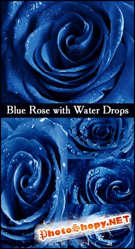 Blue Rose with Water Drops - Stock Photos