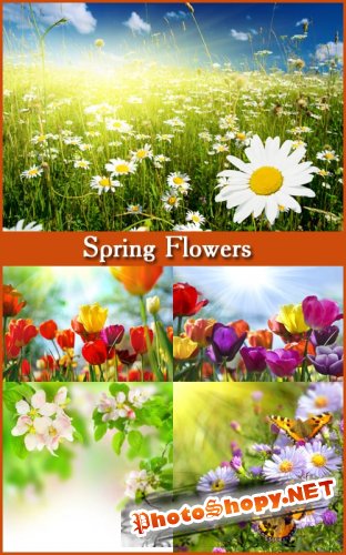 Spring Flowers - Stock Photos