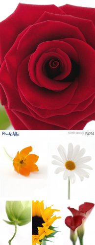 PhotoAlto PA294 Flower Secrets
