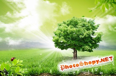 Sources - A large green tree