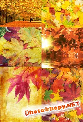 Autumn leaves texture backgrounds