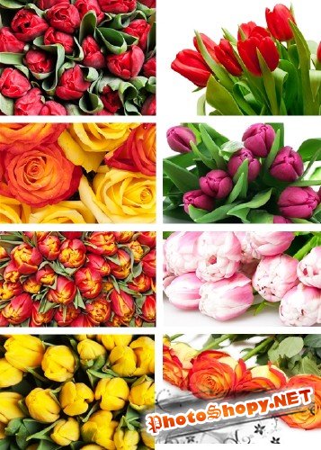 Растровый клипарт - Тюльпаны и розы