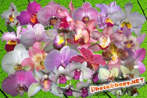 Клипарт Орхидеи цвета мечты