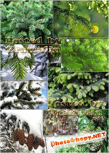 Вечно - зеленая Хвоя - Always-green Pine-needles