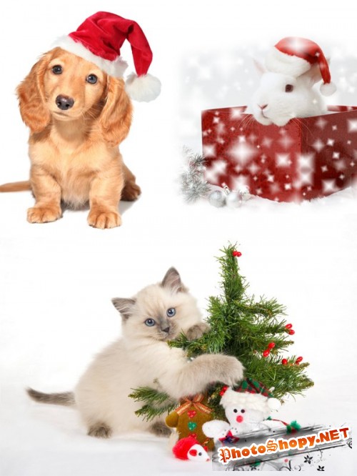 Фотосток: новогодние животные (коты, кролики, собаки)