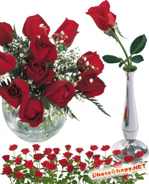 Фотосток: цветы - розы красные и алые