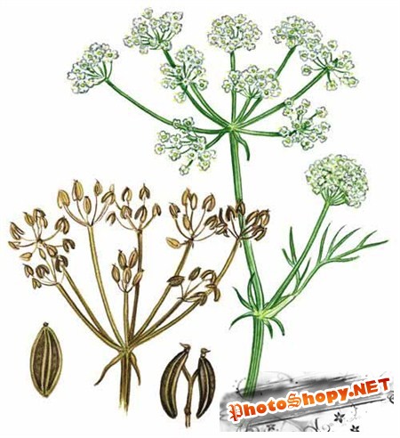 Нарисованные арт картинки лечебных трав и растений