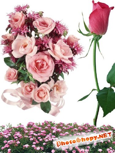 Фотосток: цветы - розовые розы (часть первая)