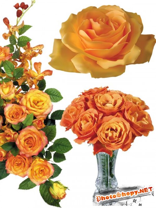Фотосток: цветы - оранжевые розы