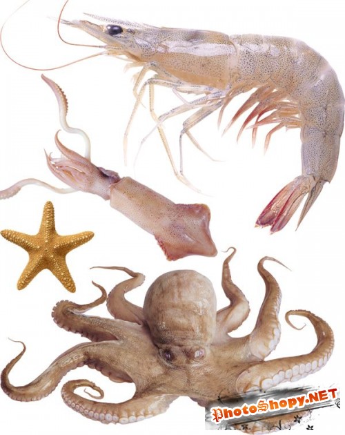 Фотосток: креветки, осьминоги, кальмары, морские звезды