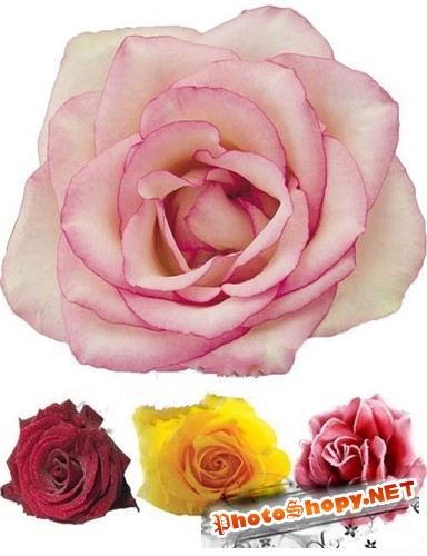 Розовые розы (цветочная коллекция в PSD)