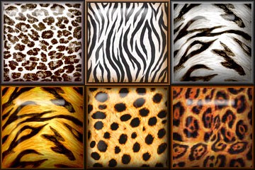 Safari Styles