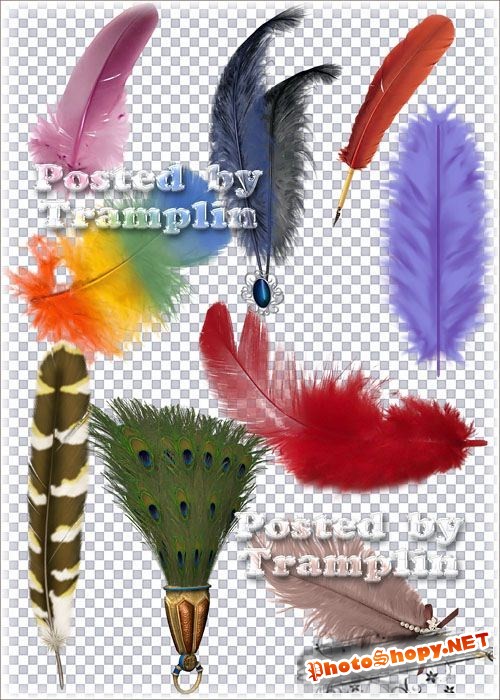 Клипарт в Png –  Разноцветные перья