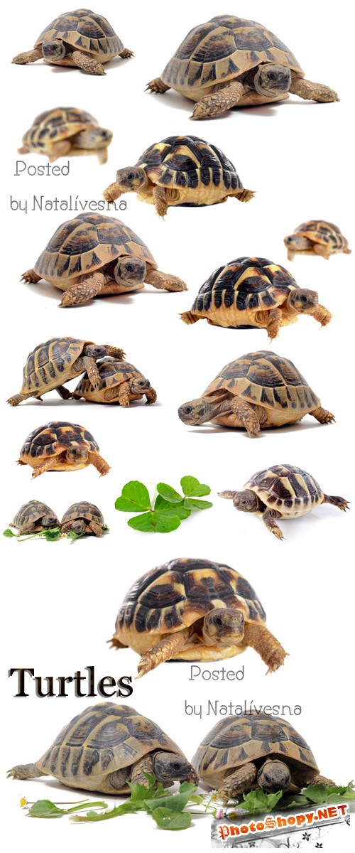 Черепахи / Turtles - Stock photo