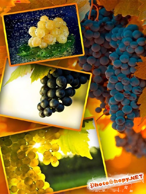 Фотосток: Виноградная гроздь