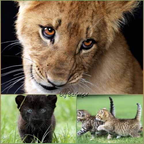 Великолепные  и многообразные тигренята, левенята и котята.