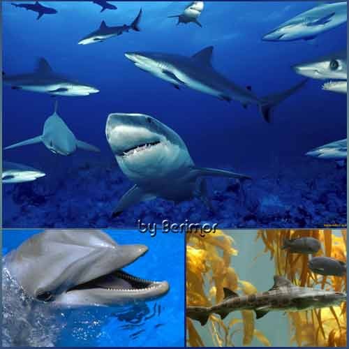 Необычайные акулы и несказанные дельфины
