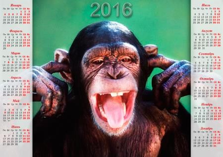 Настенный календарь - Прикольная шимпанзе (PNG, PSD)