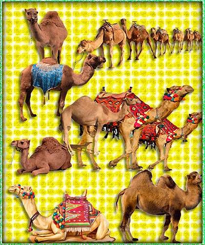 Картинки png - Верблюды (Camel)