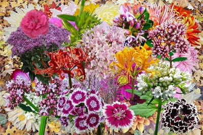 Клипарт Полевые и садовые цветы - японские символы осени